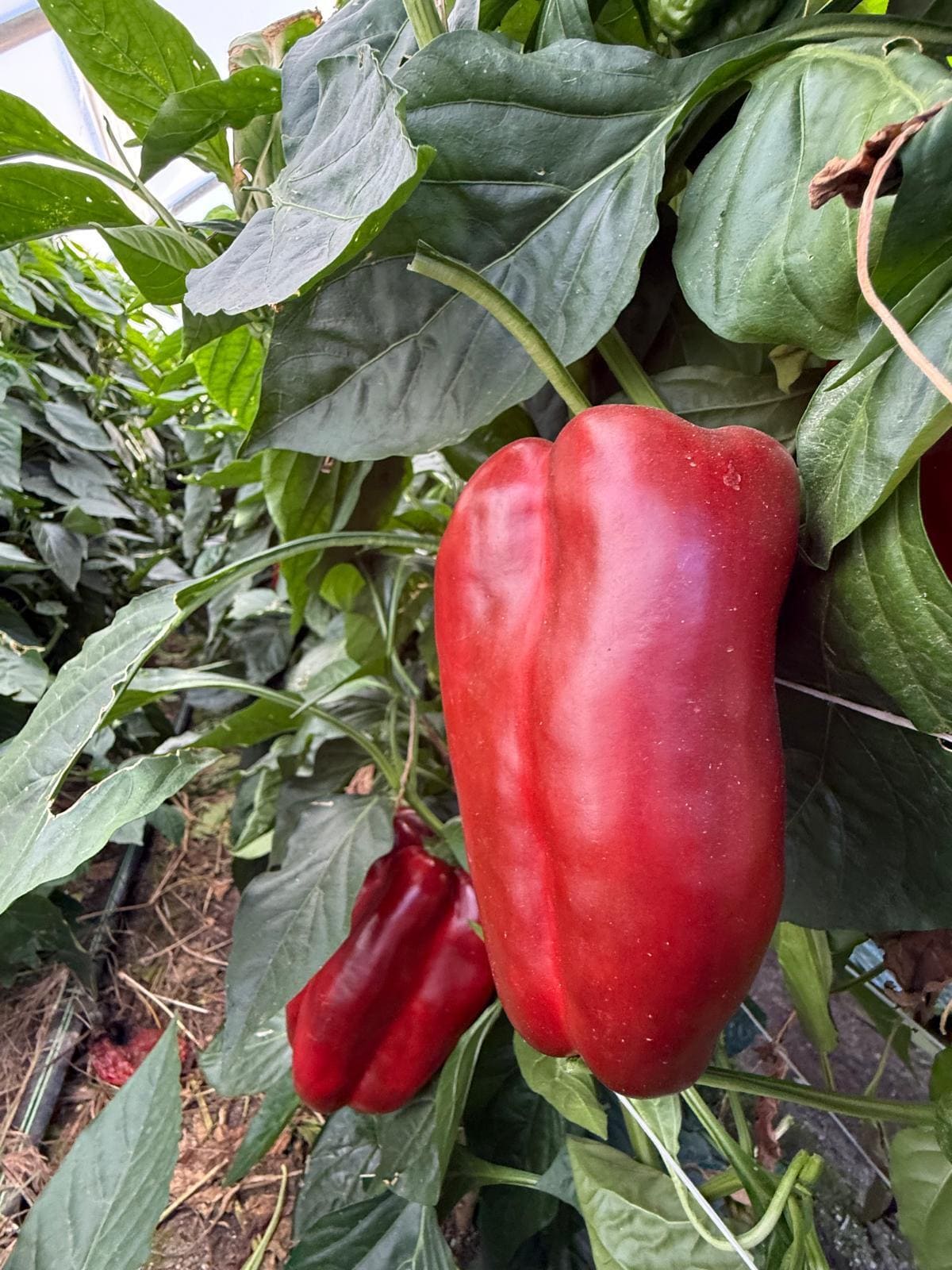 Peperone 3/4 Rosso